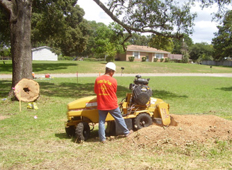 10 Amazing Reviews for Houston Tree Team: Impactful Testimonials from Our Clients