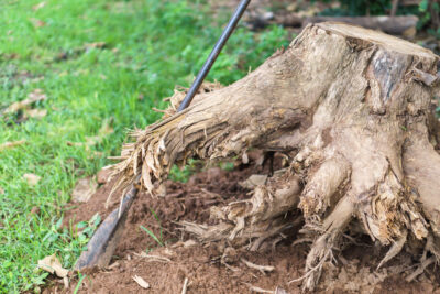 Stump Removal Is a Must for a Safe & Beautiful Yard – Houston Tree Team