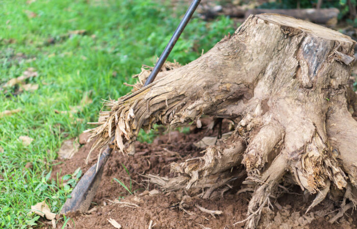 Stump Removal Is a Must for a Safe & Beautiful Yard – Houston Tree Team