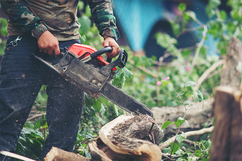 Safe and Professional Tree Removal in Houston Texas