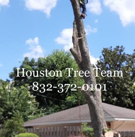 When Tree Removal Is the Right Choice – Houston Tree Team