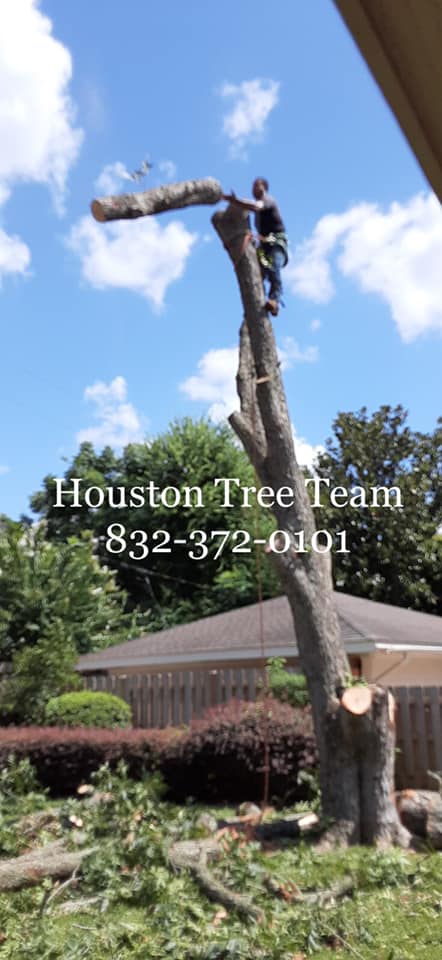 10 Amazing Reviews for Houston Tree Team: Impactful Testimonials from Our Clients