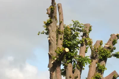 Tree Trimmings: Keeping Houston Trees Healthy, Safe, and Beautiful | Houston Tree Team