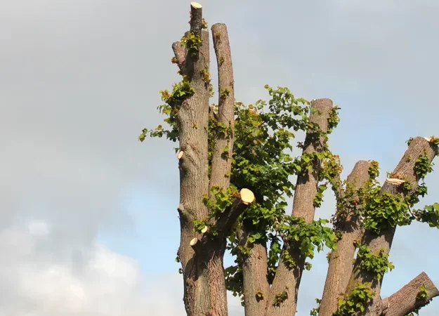 Tree Trimmings: Keeping Houston Trees Healthy, Safe, and Beautiful | Houston Tree Team