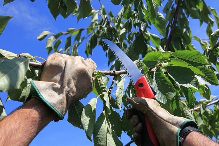Tree Pruning