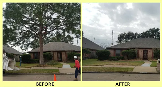 Houston Tree Services, Emergency Tree Care, Tree Removal.