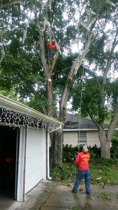 24 hr. emergency service, Houston Tree Team, Tree Trimming