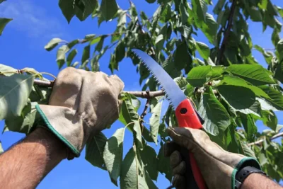 Tree Pruning: Essential Care for Healthy Trees in Houston | Houston Tree Team