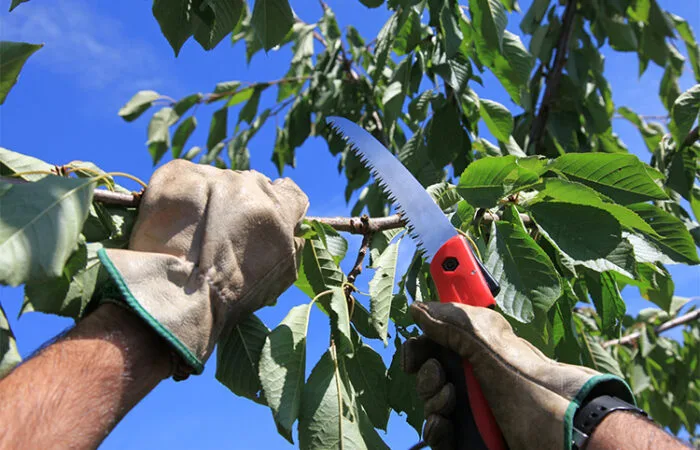 Tree Pruning: Essential Care for Healthy Trees in Houston | Houston Tree Team